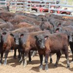 See who was at the Blackall Beef Producer race meeting | Queensland Country Life