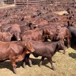 Aussie, US & Canadian industries join forces to launch World Angus Evaluation