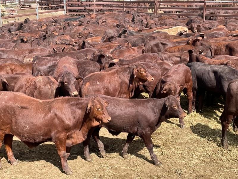 Weekly genetics review: Is navel gazing impacting your herd’s fertility?