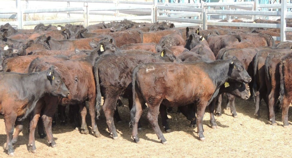 AuctionsPlus offering hits 14-month low, at 6352 head