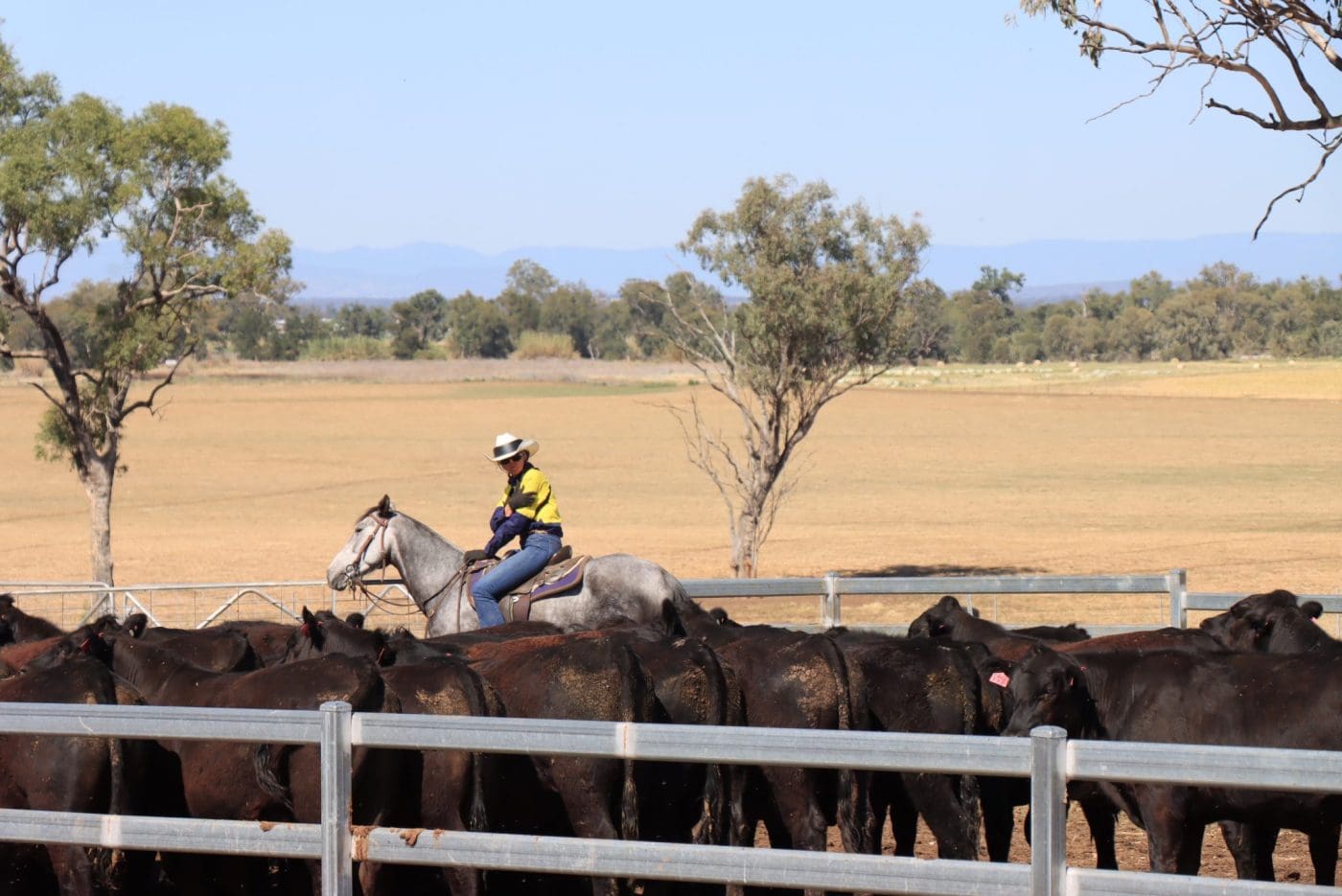 SmartBeef 2023: ALFA launches pen riding course, as experts show how it’s done