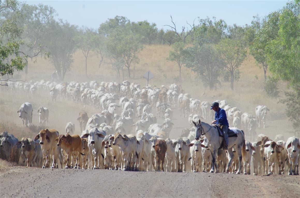 The Business of Beef: Understanding what really drives efficiency in an Australian beef herd