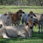 MLA’s Jason Strong explains retail meat pricing disparity