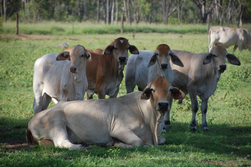 Mt Isa forum will focus on solutions to northern calf loss