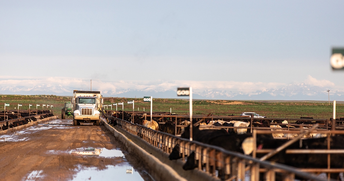 Magnum Feedyard earns Certified Angus Beef award