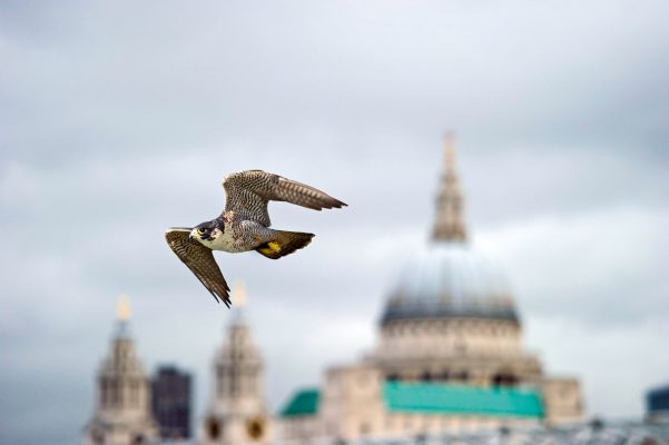 You might thing a book about the birds that lived in London 75 years ago would make for gloomy reading. Nothing could be further from the truth.