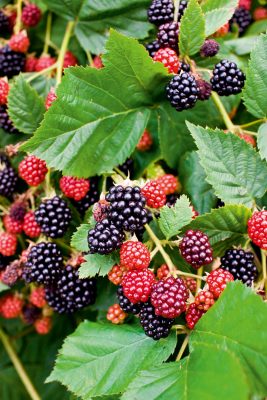 Why has it been a bumper year for British berries?