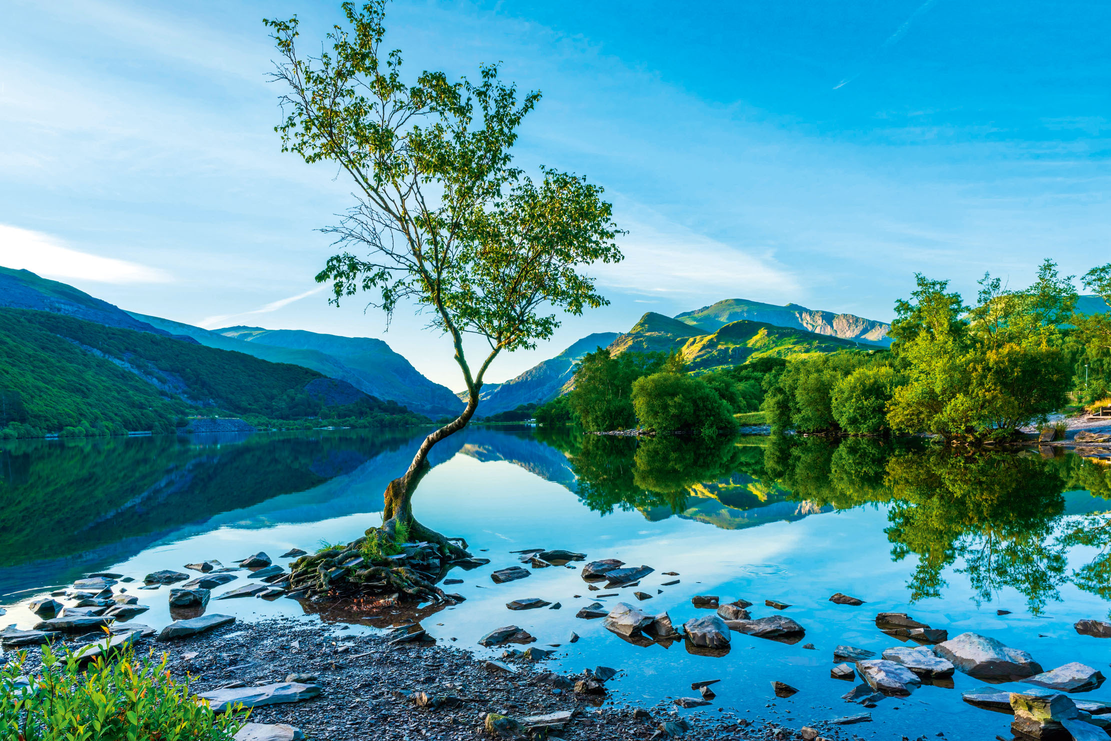 The six most beautiful lonely trees in Britain