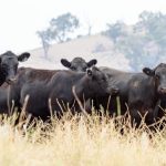 Hewitt and MLA heading up Australia’s largest red meat sustainability study