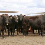 Beef Connections member’s journey towards Beef 2024: Being, Balancing and Building Brilliance