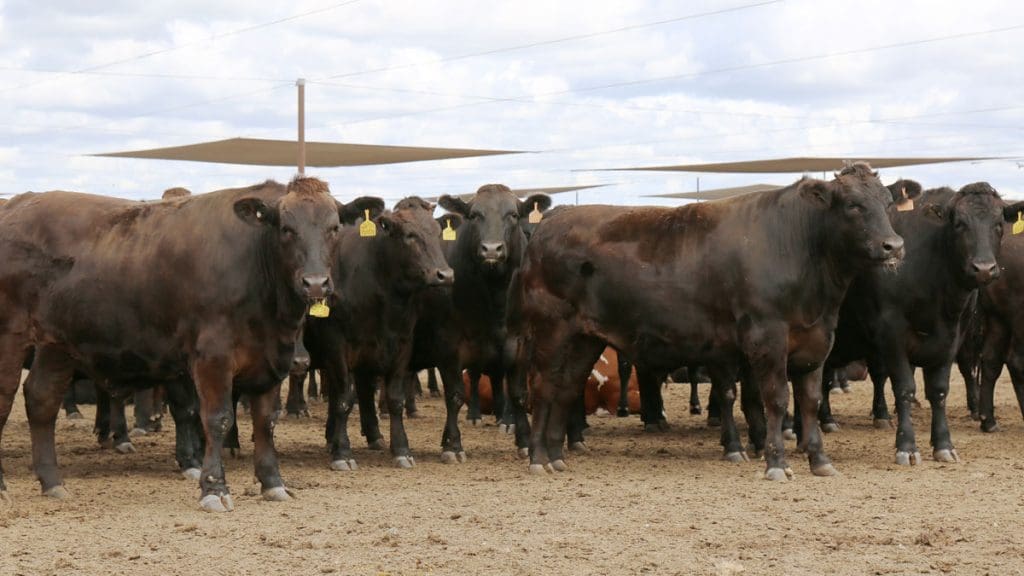 Wagyu feeder prices show dramatic collapse: What’s behind the ‘perfect storm’?