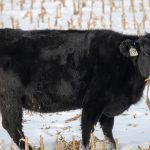 Study aims to find why some cattle more susceptible to BRD