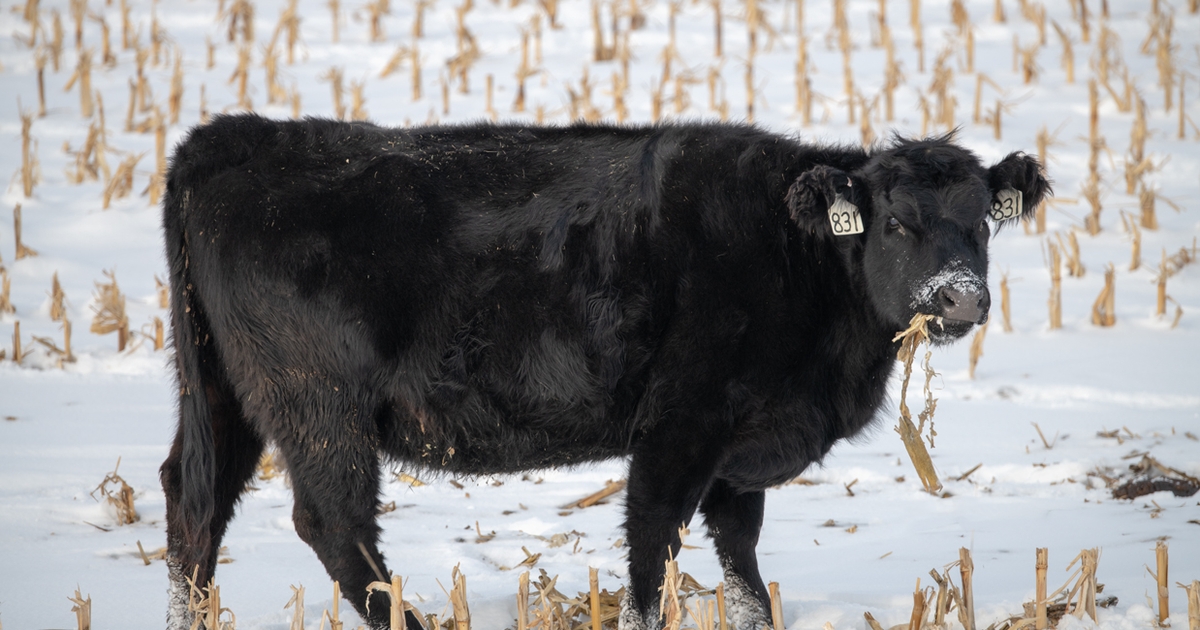 Understanding cattle health concerns on cornstalks