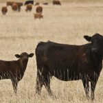 One point separates top two crops in canola competition