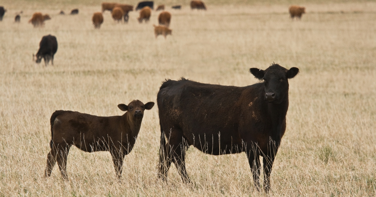 Nebraska Beef Summit set for November 9