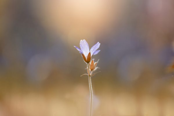 The spectacular flowers that will thrive on chalky soils