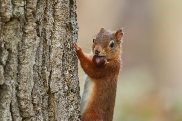 John Lewis-Stempel: Why autumn is the time to go nuts