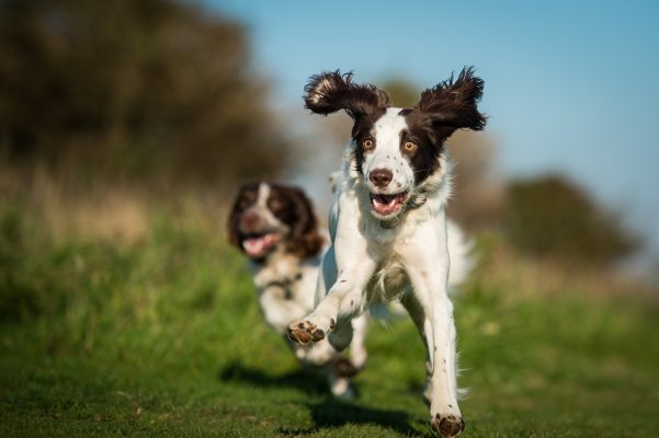 What to do if your dogs wind each other up and cause trouble, by expert trainer Ben Randall