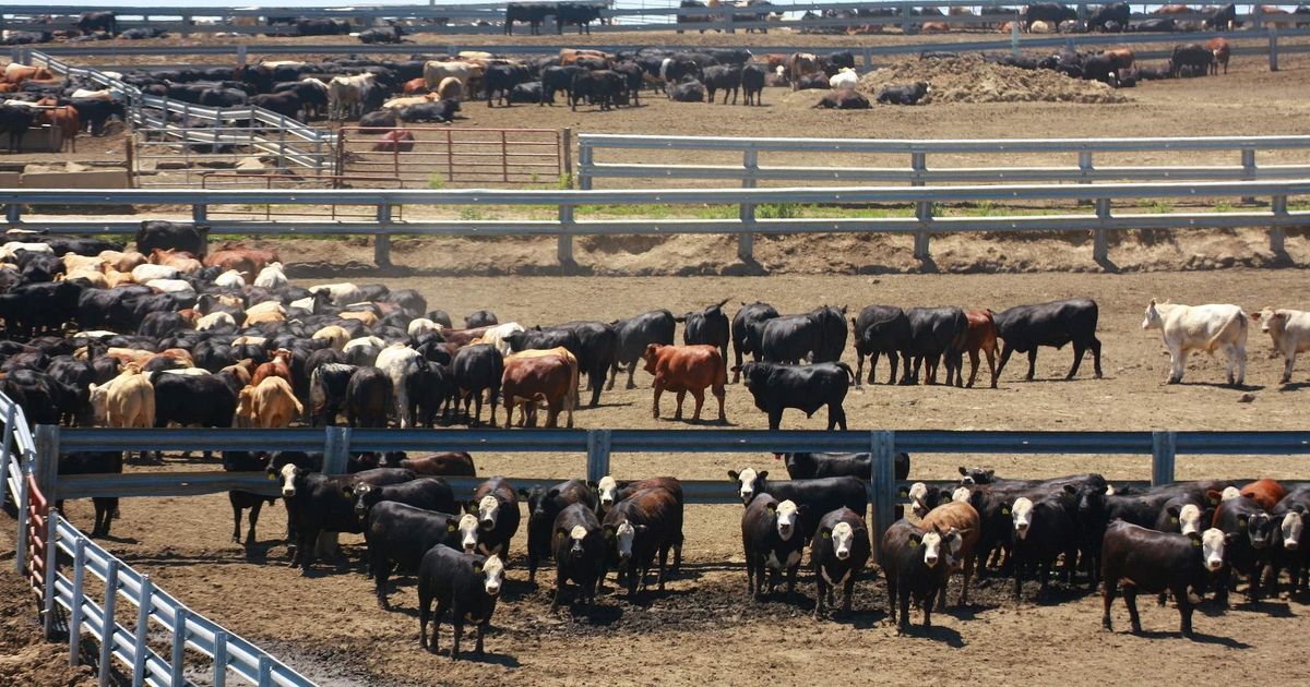 Study aims to find why some cattle more susceptible to BRD