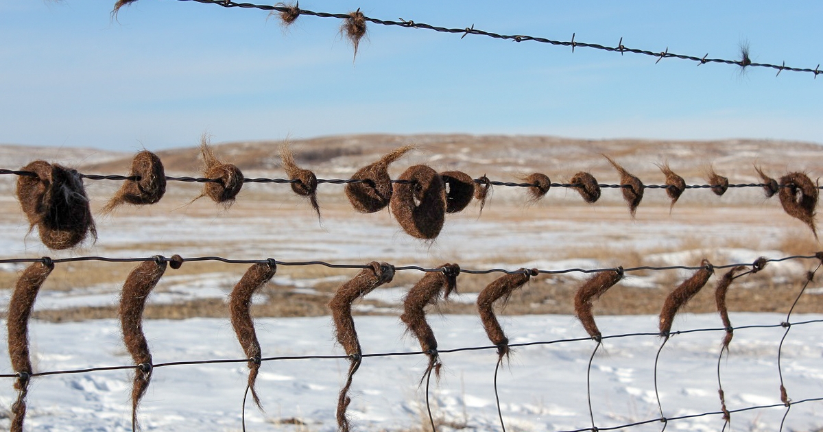 Timing, product key to fall cattle lice treatments