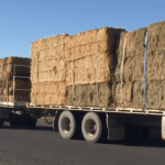 Season limits supply at Dubbo's spring female sale