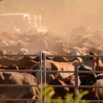 Methane, genetics R&D focus at the Efficient Beef Open Day