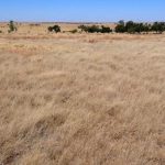 Balonne Shire Council wants carbon farms classified differently to traditional farming | Queensland Country Life