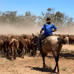 What are some of the options with livestock finance in a dropping market?