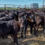 Thriving cattle market requires attention to details