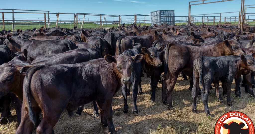 Top Dollar Angus partnering with Blue Grass Stockyards