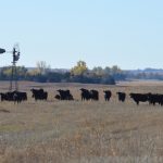 Beef steers and heifers benefited from increased competition