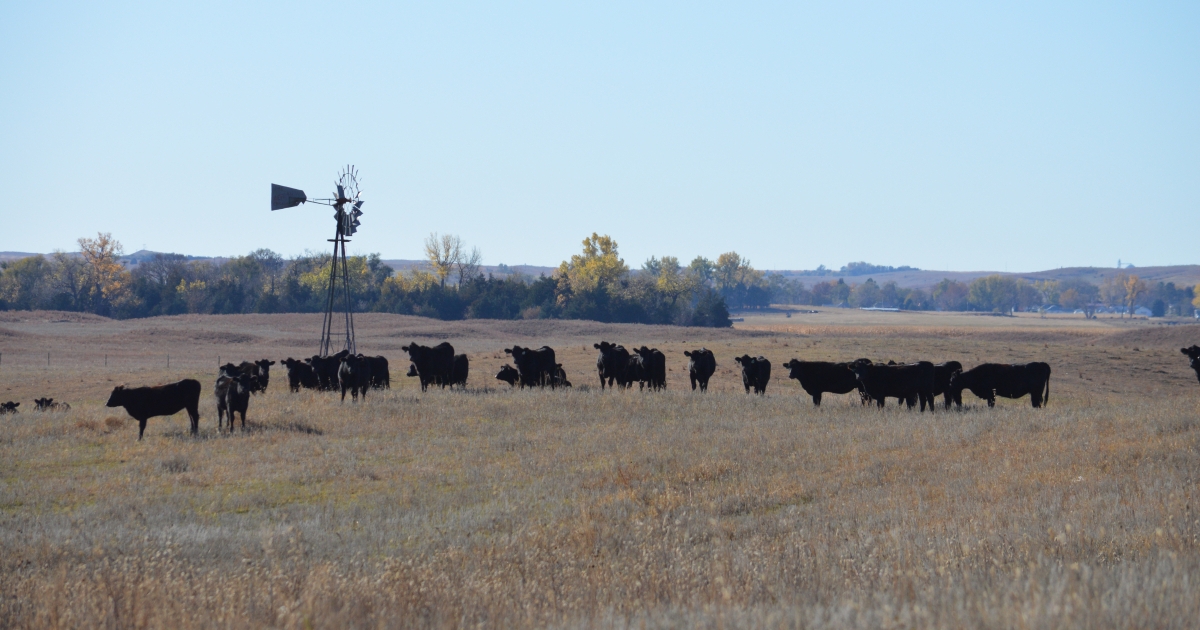 Nebraska & SDSU launch Great Plains Heifer Development Program