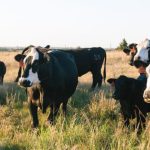 Cattlemen’s Beef Promotion and Research Board appointments announced