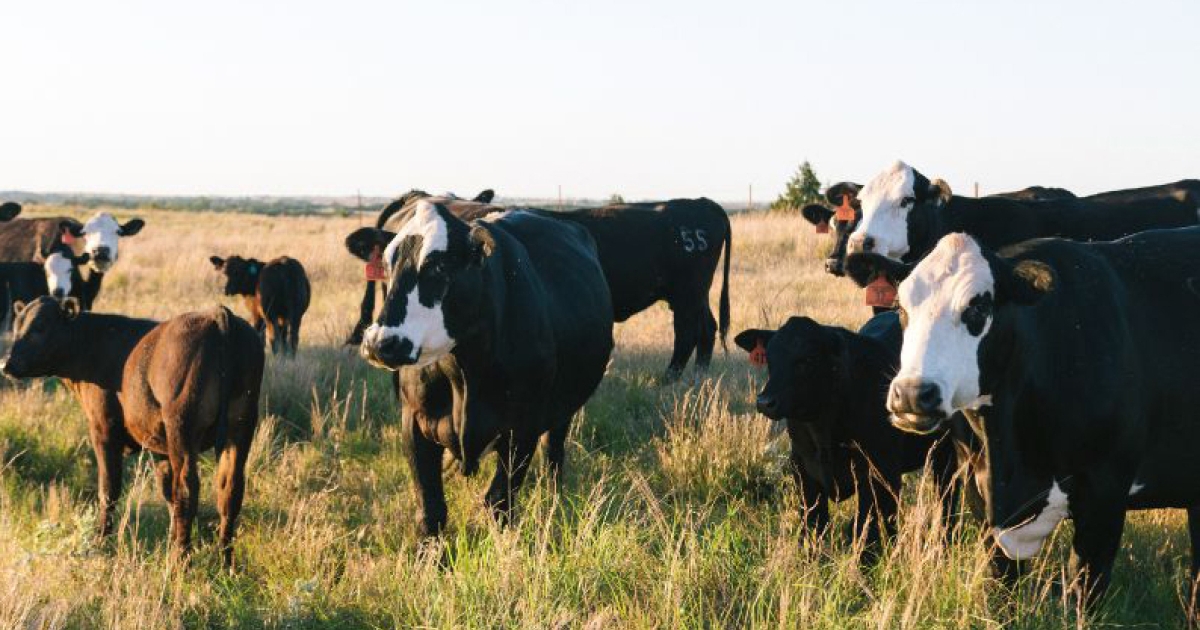 Range Beef Cow Symposium to bring educational opportunities to Colorado