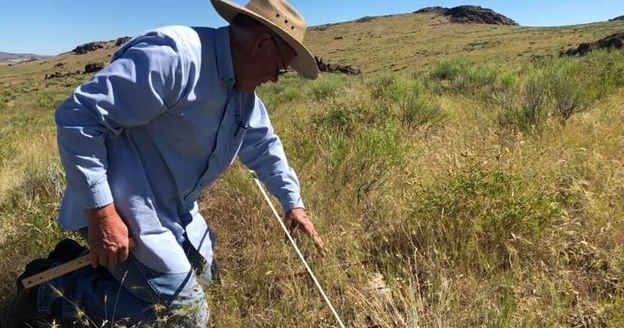 Managing Medusahead grass with cattle