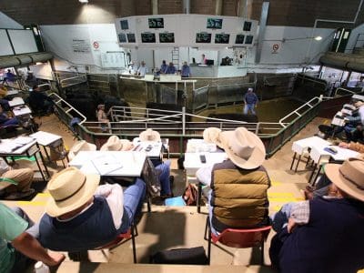 Wagga sale 19 Feb 2024: Market stalls with reduced bids