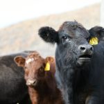 Oklahoma cattle market summary