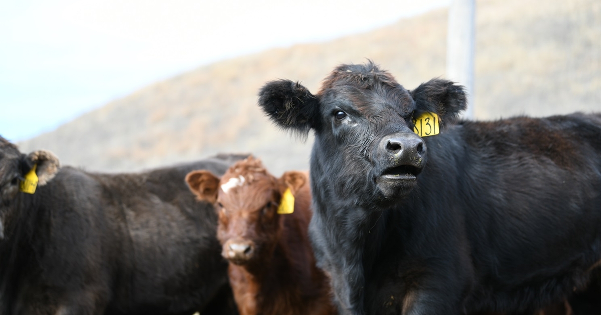 Best practices for vaccinating calves, handling vaccines