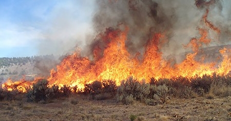 USDA offers assistance for Texas farmers and ranchers impacted by wildfires