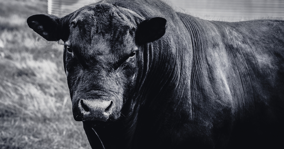 Focus on bull recovery after breeding season