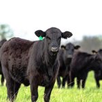 Colorado agencies partner to prevent wildlife, livestock conflict