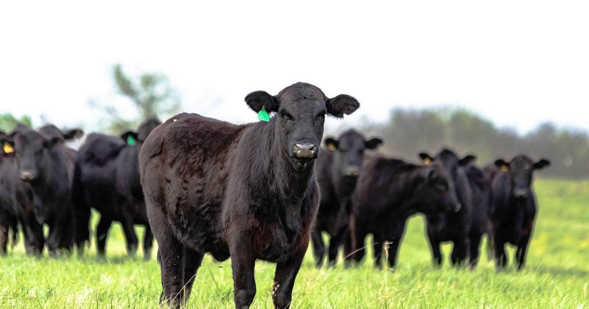 Strong feeder cattle sales boost feedlot numbers