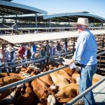 Feeder cattle offered at Yass store sale