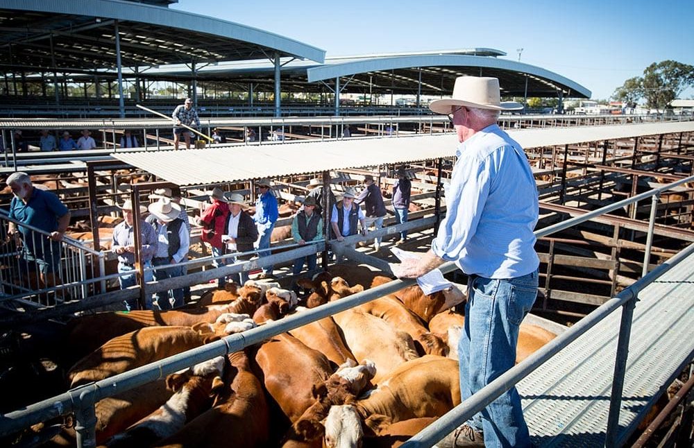 NLRS saleyard price lower limits adjusted to account for market plunge