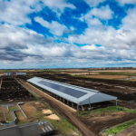 Angus cross Droughtmaster heifers 7-12 months sell to $490 at Toogoolawah | Queensland Country Life