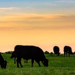 Michigan Angus family earns CAB Ambassador Award