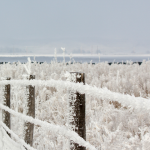 Grow trees or install wind towers?