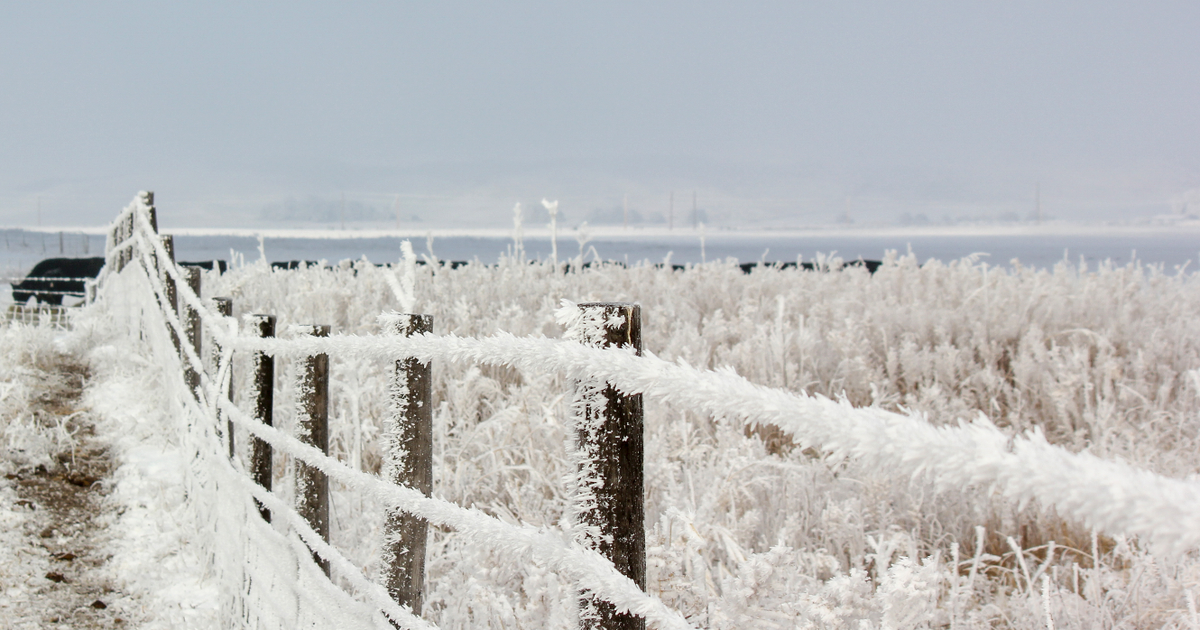 What to know about grazing frosted forages