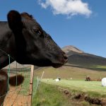 Best practices for vaccinating calves, handling vaccines