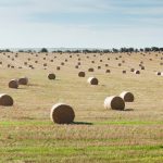 October feedlot inventory second highest since reporting began